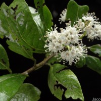 Ehretia aspera Willd.